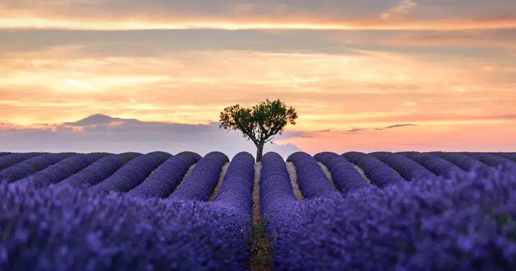 Picturesque lavender fields in Provence, France, with neatly ordered rows of purple blooms leading to a lone tree on the horizon at sunset.